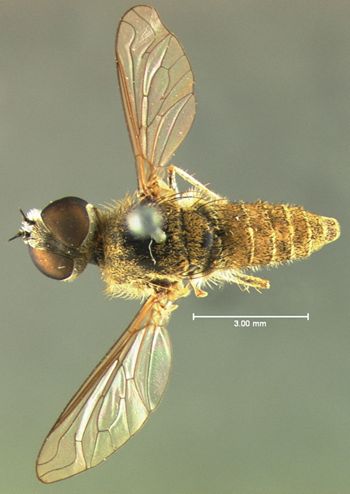Media type: image;   Entomology 12684 Aspect: habitus dorsal view